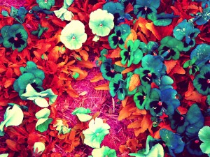mwc garden flowers one